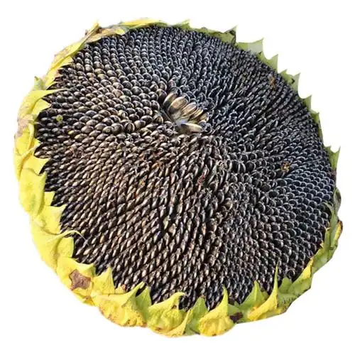 北蔬向日葵种子盆栽可食用葵花籽可食用丨大粒363食葵f1200g