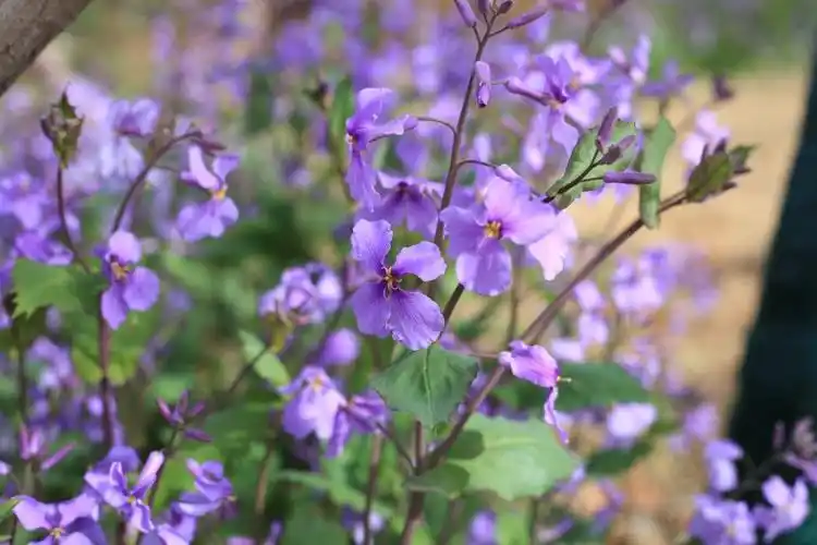 周末闲拍二月兰