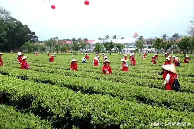 2024第六届中国·英德红茶头采季开采|茶叶|茶园|茶产业_网易订阅