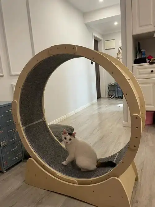 猫咪跑步机