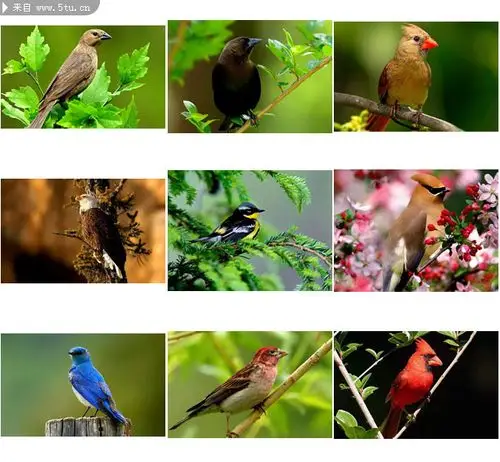 36个小鸟图片素材打包下载