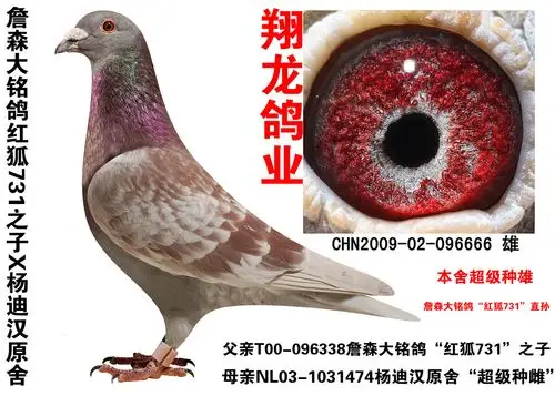 詹森大铭鸽红狐"731"近亲 保证金级 拍卖