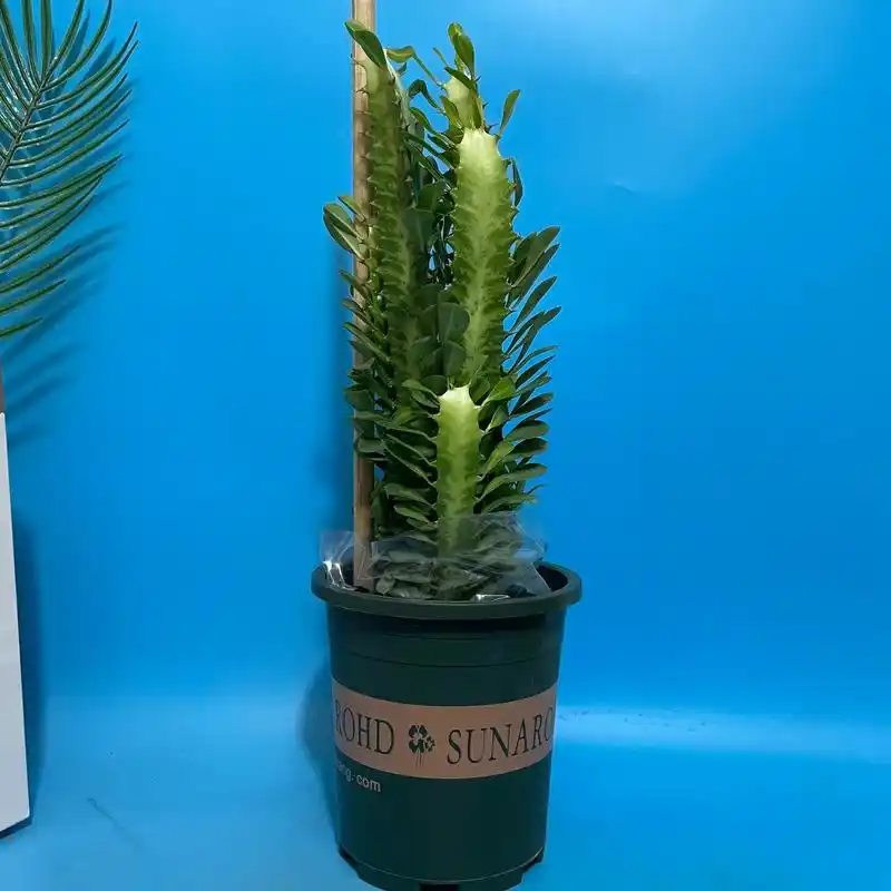 龙骨花非常好养活的一款绿植新家装修必备款你值得拥有奥