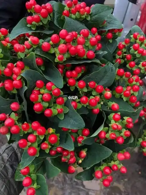 79红豆学名红果金丝桃,又称相思豆