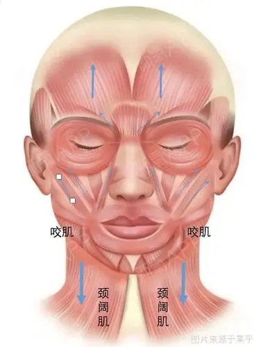 很多人觉得打完瘦脸针以后脸垂也是这个原因.