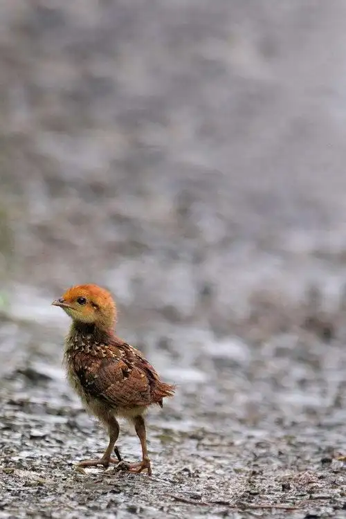 鸡形目·雉科·竹鸡属:灰胸竹鸡