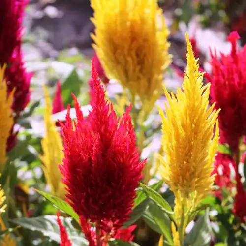 厂家直供火炬鸡冠花凤尾多头红色四季花卉种子矮杆观赏基地自繁