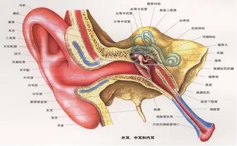 人的耳朵分为外耳,中耳,内耳三大部分.