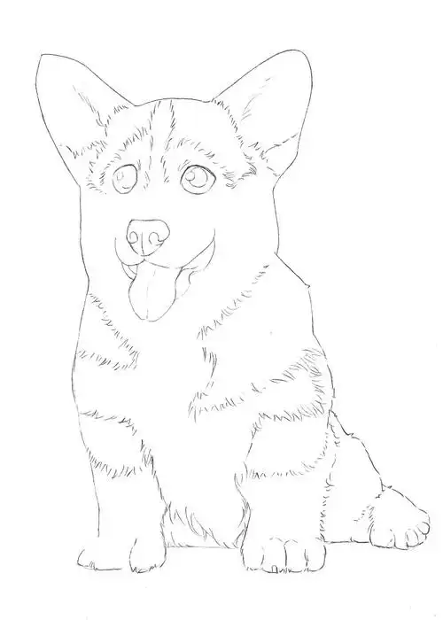 详细解析彩色铅笔画柯基犬的画法