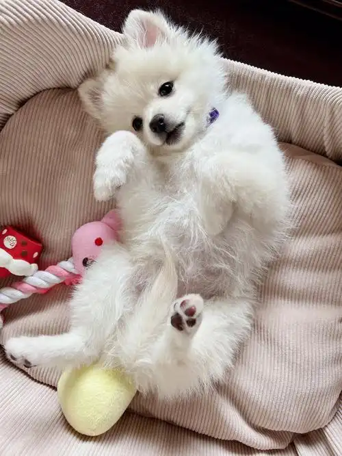 3个月 怎么感觉脸上越来越少毛了这么快就入尴尬期了吗#博美  #博美犬