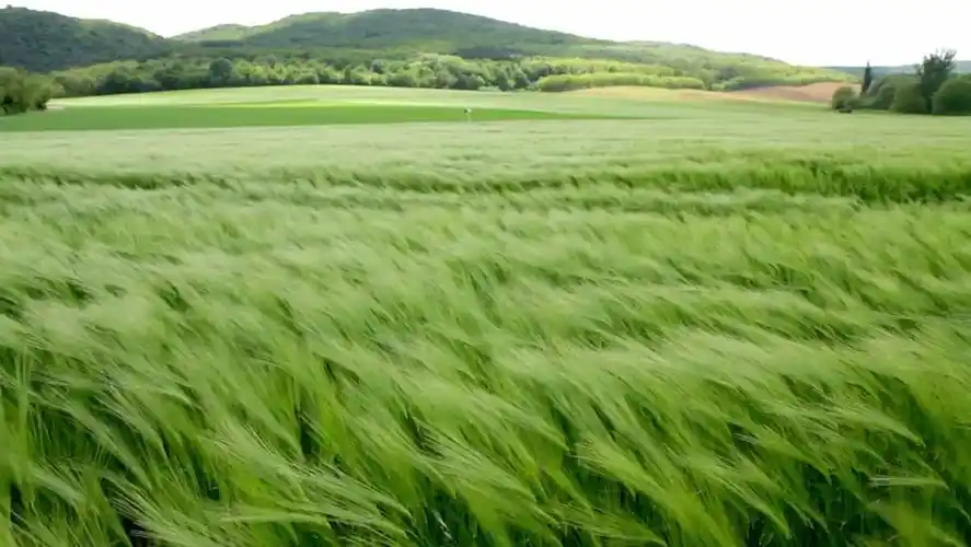 漫步乡野,无意中邂逅了一片韭菜地
