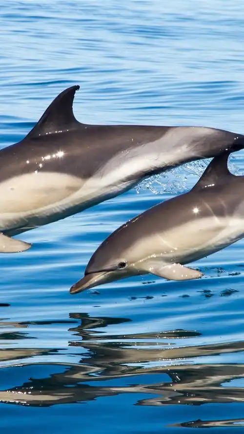 两只海豚,跳跃 1080x1920 iphone 8/7/6/6s plus 壁纸,图片,背景,照片