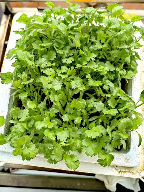 我的可爱香菜生长日记