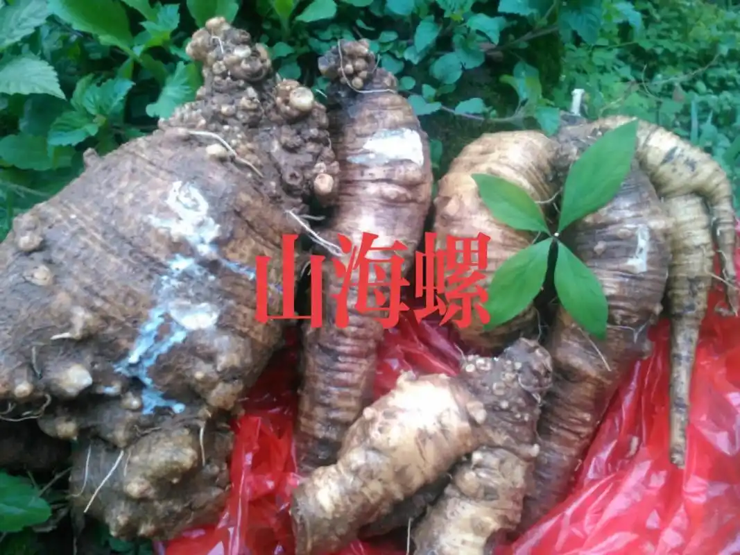 山海螺.山海螺别名地黄,白河车,牛附子,乳夫人,牛奶子,四叶 - 抖音