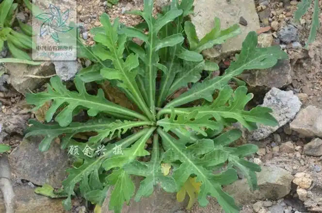 p data-id="gnwt8nykvm">假还阳参(学名: i>crepidiastrum