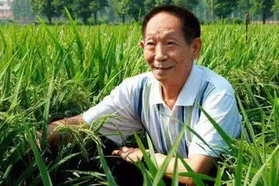 袁隆平被授予共和国勋章 获奖当天还在田间工作