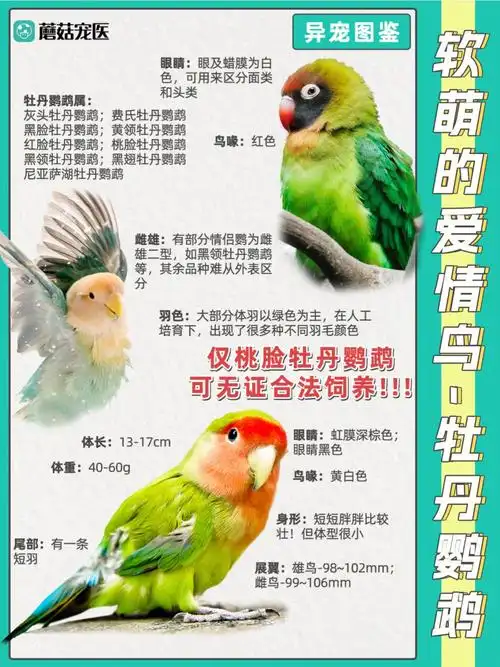 鹦鹉图鉴|软萌的爱情鸟就是你!牡丹鹦鹉!