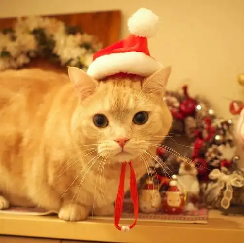 岛国一名3岁的曼切堪猫