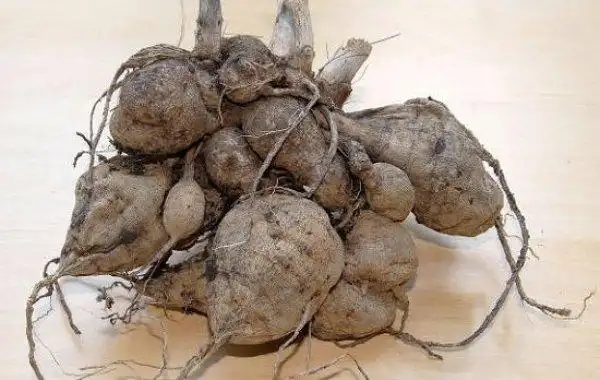 花毛茛块根的贮藏方法