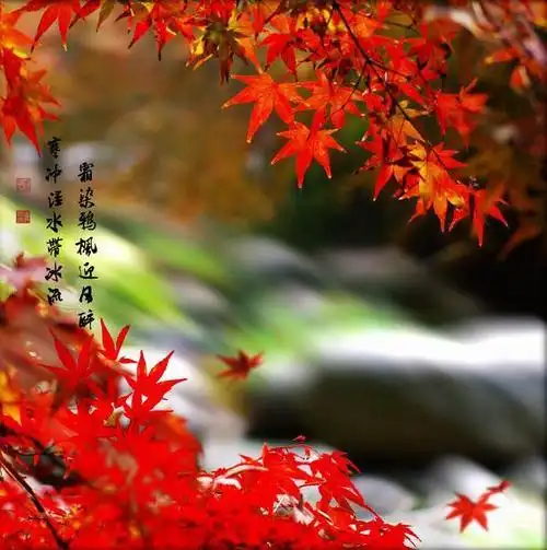 漂亮的微信头像图片枫叶_秋天的枫叶美翻了点击鼠标右键下载