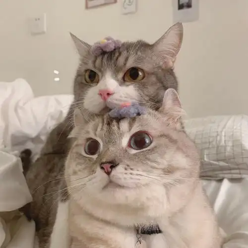 沙雕可爱 情侣头像 猫咪情头 动物情头