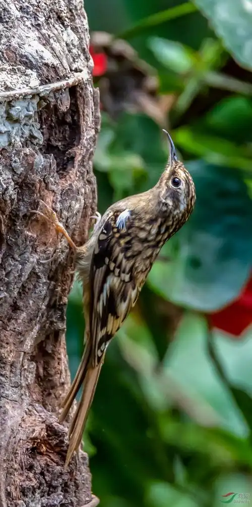 褐喉旋木雀 - 尼康专栏 鸟网