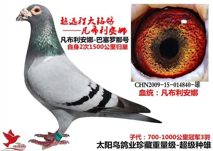 凡布利安娜超级840