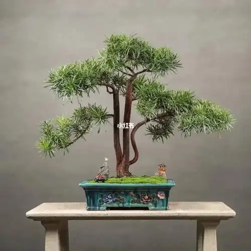 一本三生老树罗汉松石湾手工盆原生桩