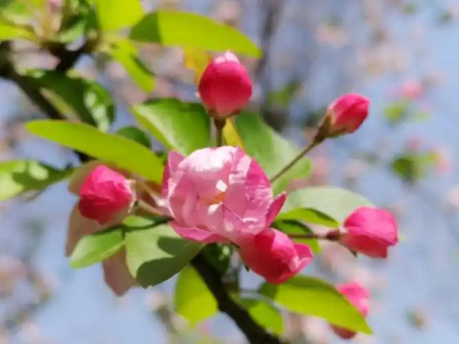 春天南京公园里的花景