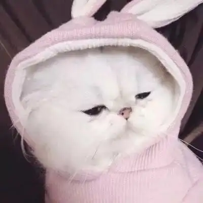 头像分享|小猫咪情侣头像