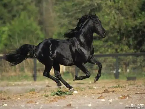 野性不羁——如何驯服驰骋在荒漠的"野马"