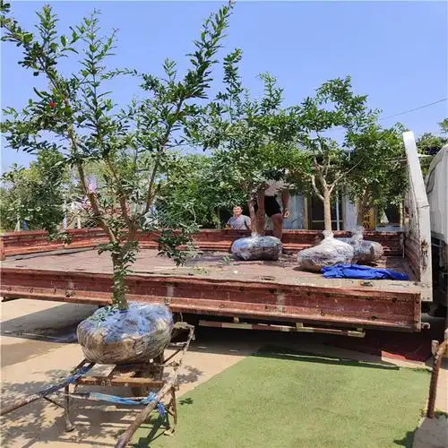 当年结果甜石榴树当年结果甜石榴树湖北武汉面向地区石