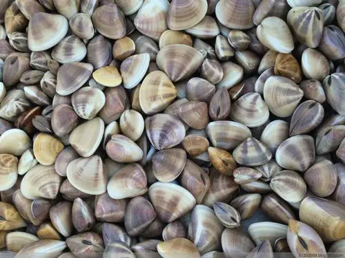 美味白螺用"腰"挖 - 周冬霖 - 周冬霖的博客—说说吃喝玩乐的事儿