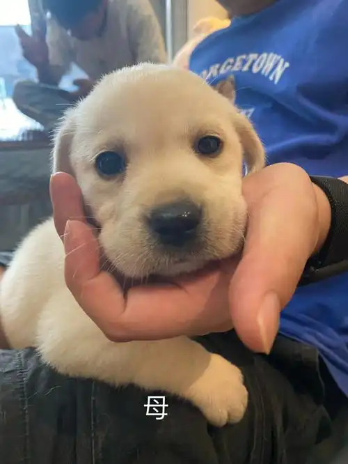 重庆拉布拉多幼崽