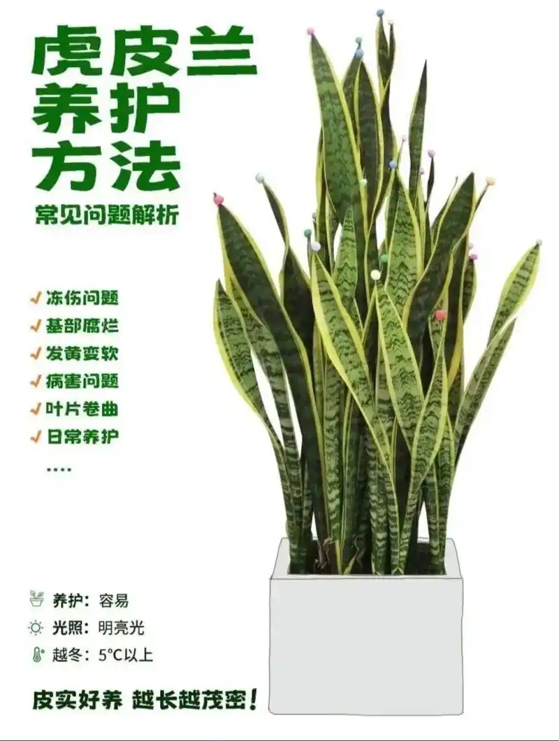 虎皮兰新手入门手册