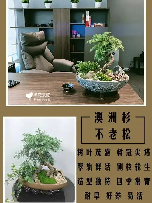 澳洲杉又称不老松