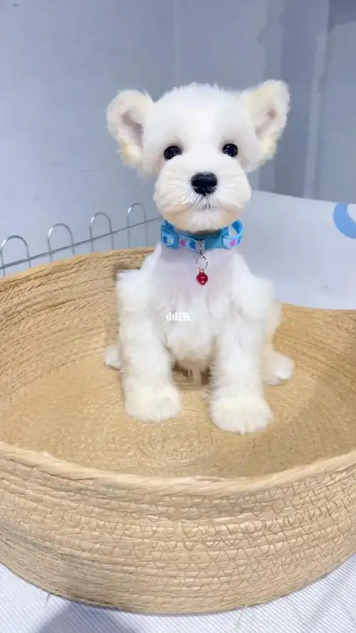 广东纯白雪纳瑞中山待出