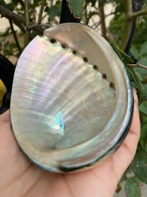 10-11厘米炫彩光泽黑金鲍 黑鲍鱼壳 天然贝壳海螺 鼠尾草燃烧壳