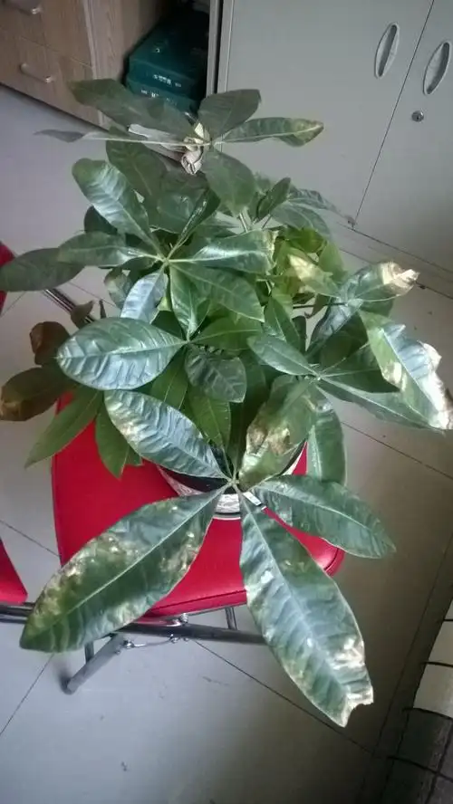 发财树叶尖干枯