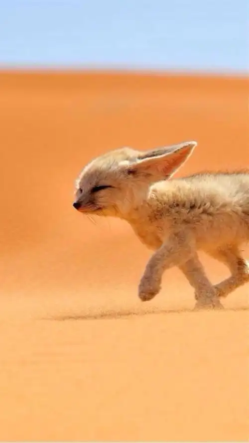 > || 更新时间:2017-10-25 颜色分 橙色 关键词:  耳廓狐 狐狸 可爱