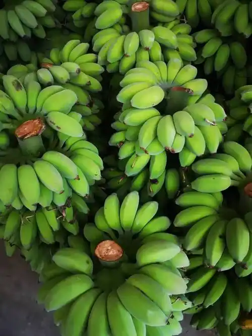 苹果蕉正宗超甜小香蕉果粉9斤精品送礼香蕉