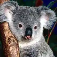 超可爱考拉图片大全_微信头像图片大全