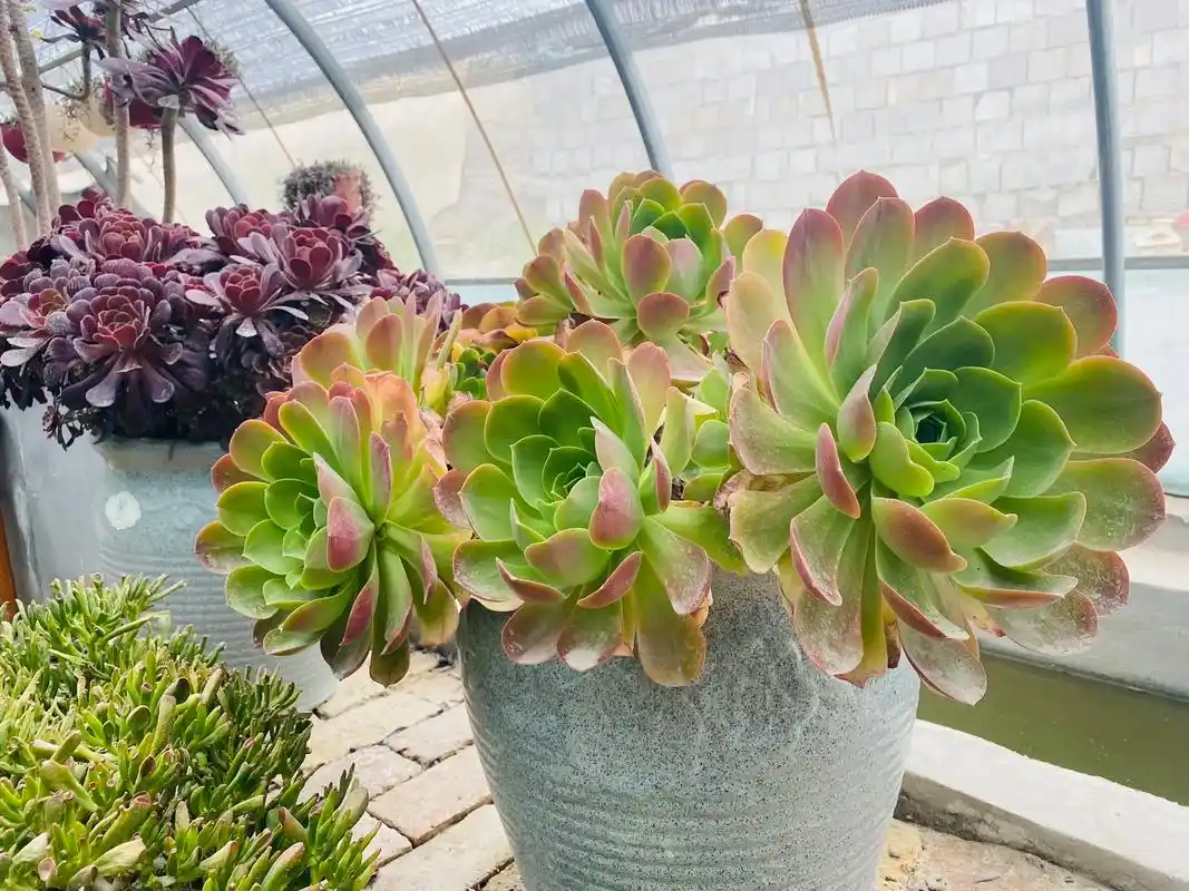 这玩意没想到颜色这么好看 香炉盘法师#多肉植物 - 抖音