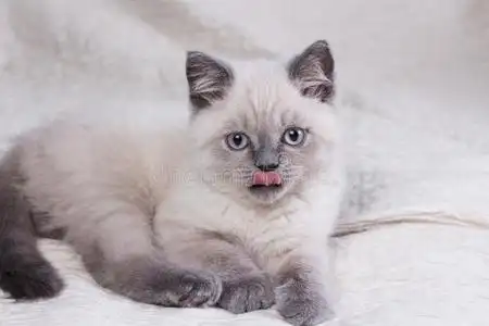 漂亮的小的不列颠的短毛猫丁香花属小猫.照片