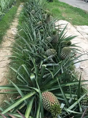 前往嘉义经过的菠萝种植园,原来菠萝是这样长成的,一直以为这么大只