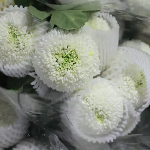 乒乓菊配花花乒乓菊批花菊花鲜花卧室客厅插花鲜花圆花 乒乓菊(白色)