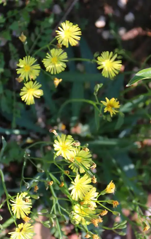 苦荬菜:别称多头莴苣,多头苦荬.是菊科苦荬菜属植物.有药用价值.
