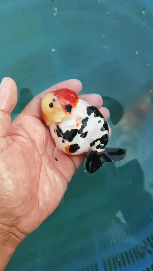 红头奶牛兰寿金鱼观赏鱼欣赏_哔哩哔哩_bilibili