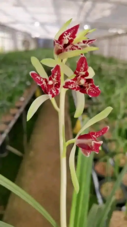 兰花【绿兰蝶花之王"一代天骄"】