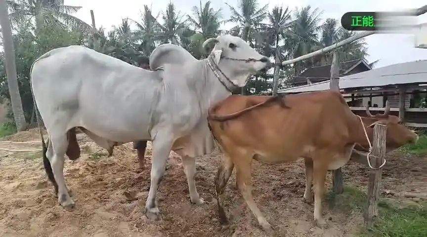 【一点资讯】配种站给母牛配种,谁知公牛太庞大,把母牛给撞到了